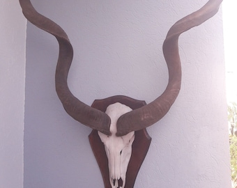 Greater Kudu Trophy / Kudu Skull Trophy