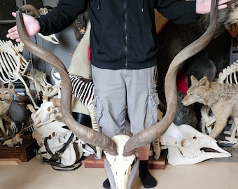 Grand Kudu Trophy; Tragelaphus strepsiceros