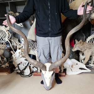 Grand Kudu Trophy; Tragelaphus strepsiceros