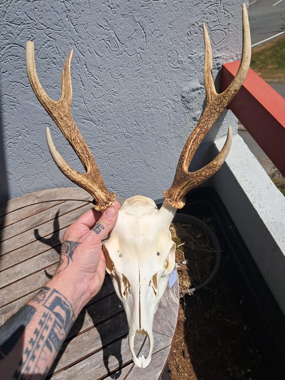 ニホンジカの頭蓋骨。シカ日本 #4 - Etsy 日本