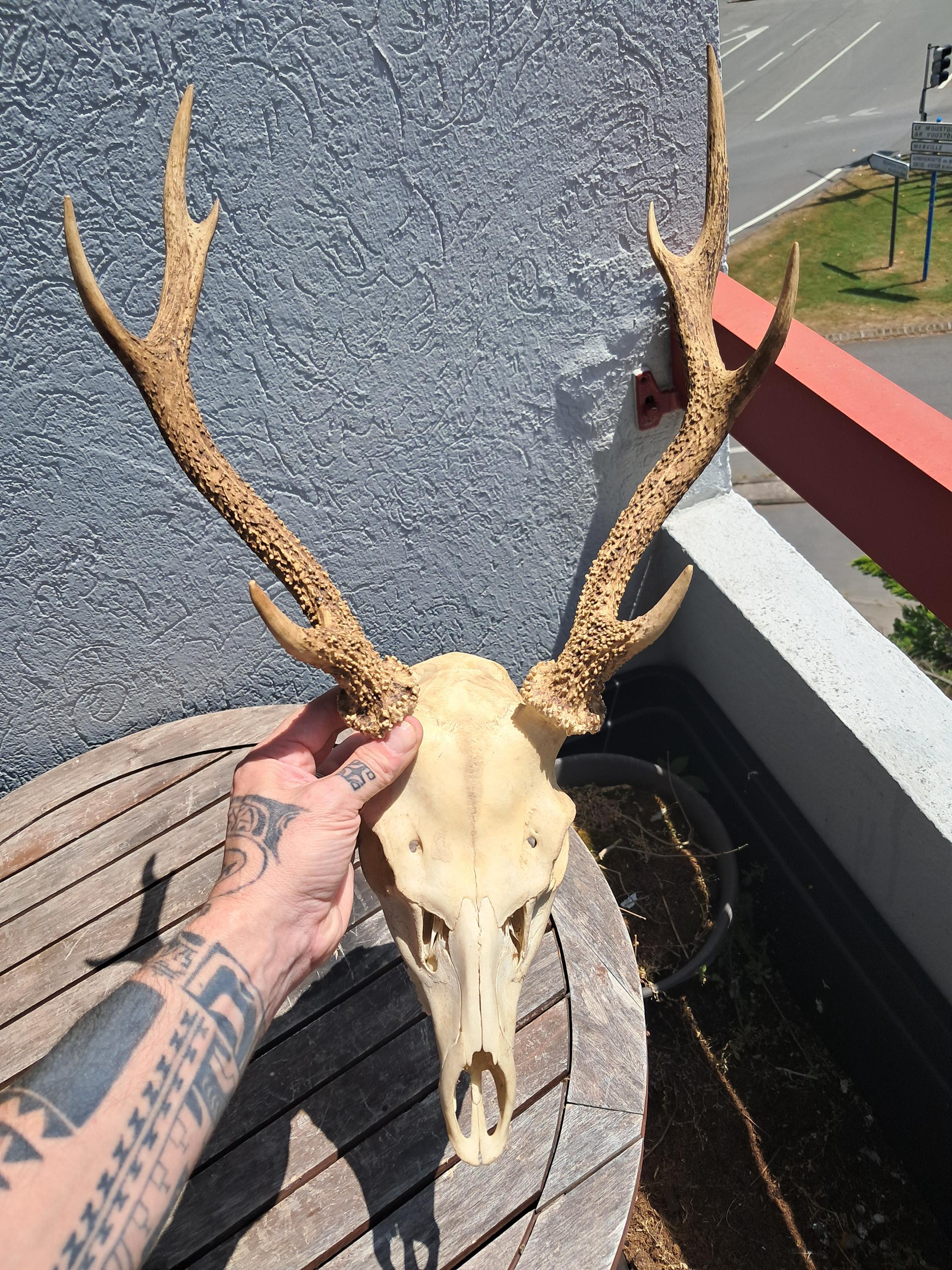 n*r様 蝦夷鹿hunting trophy（deer skull）天然 n*r様 蝦夷鹿hunting trophy（deer skull）天然