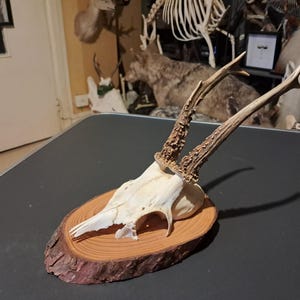 Deer Trophy on Shield #2112(1)