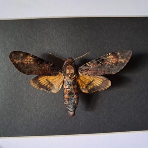 Framed Death&#39;s-head Hawkmoth; Acherontia atropos #8