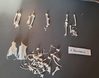 Disarticulated skeleton of a small duck (without skull)