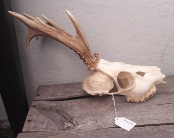 Deer skull 8 irregular horns #615