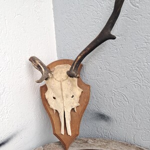 Fallow Deer Trophy; Dama dama