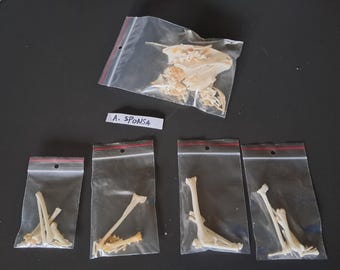 Disarticulated skeleton of a small duck (without skull) #3