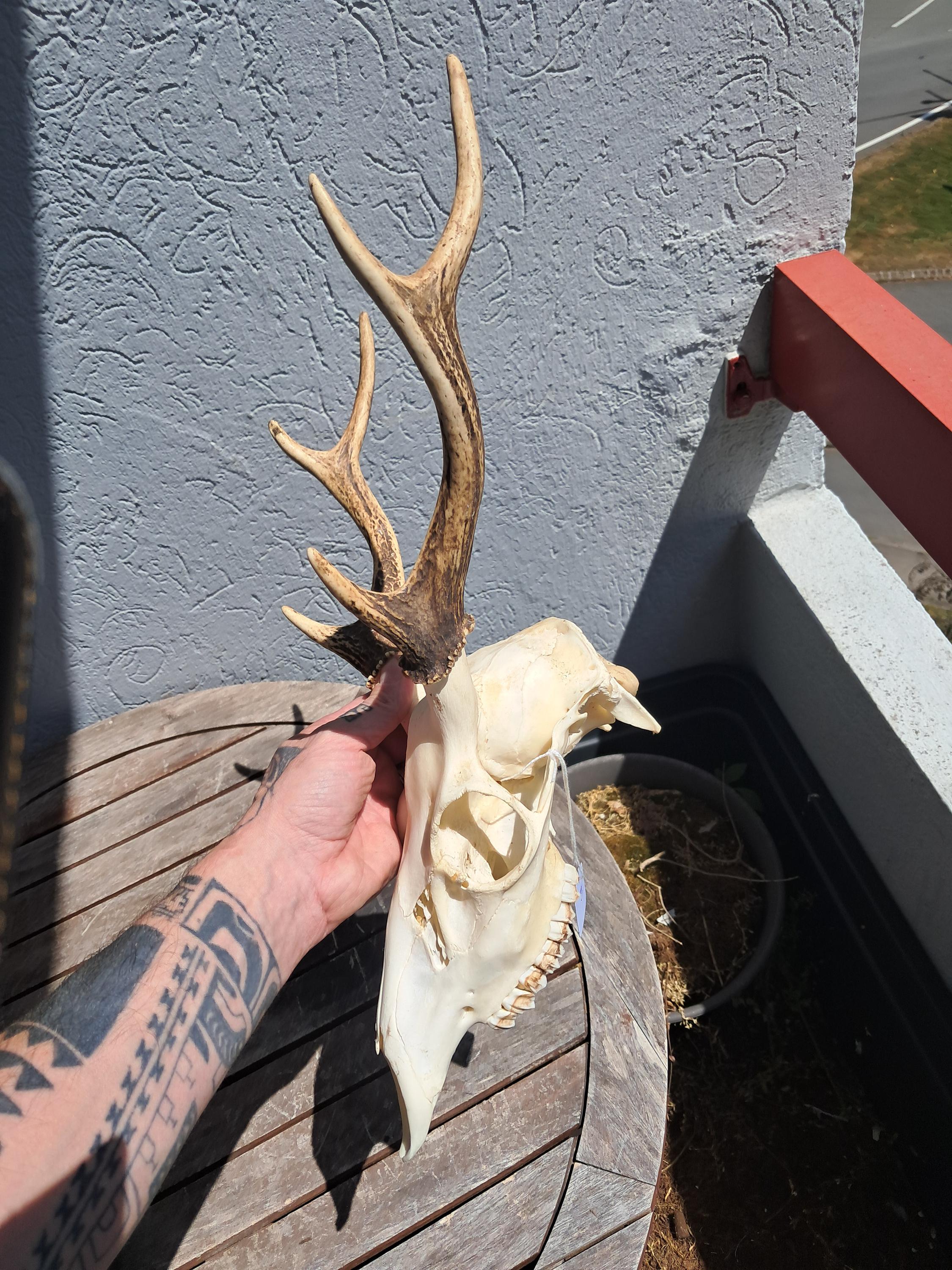 ニホンジカの頭蓋骨。シカ日本 #3 - Etsy 日本