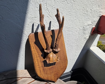 Roe deer trophy on shield #2304(6)