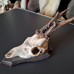 Roe deer trophy on shield with large antlers