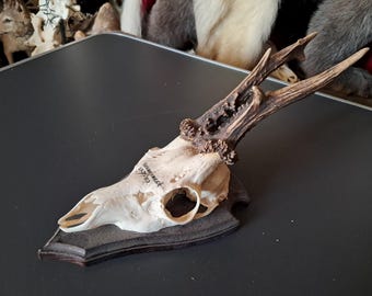Roe deer trophy on shield with large antlers