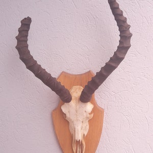 Impala trophy on shield; Aepyceros melampus