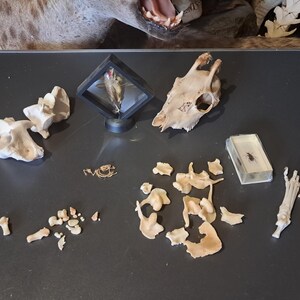 Lot of various curiosities #0207