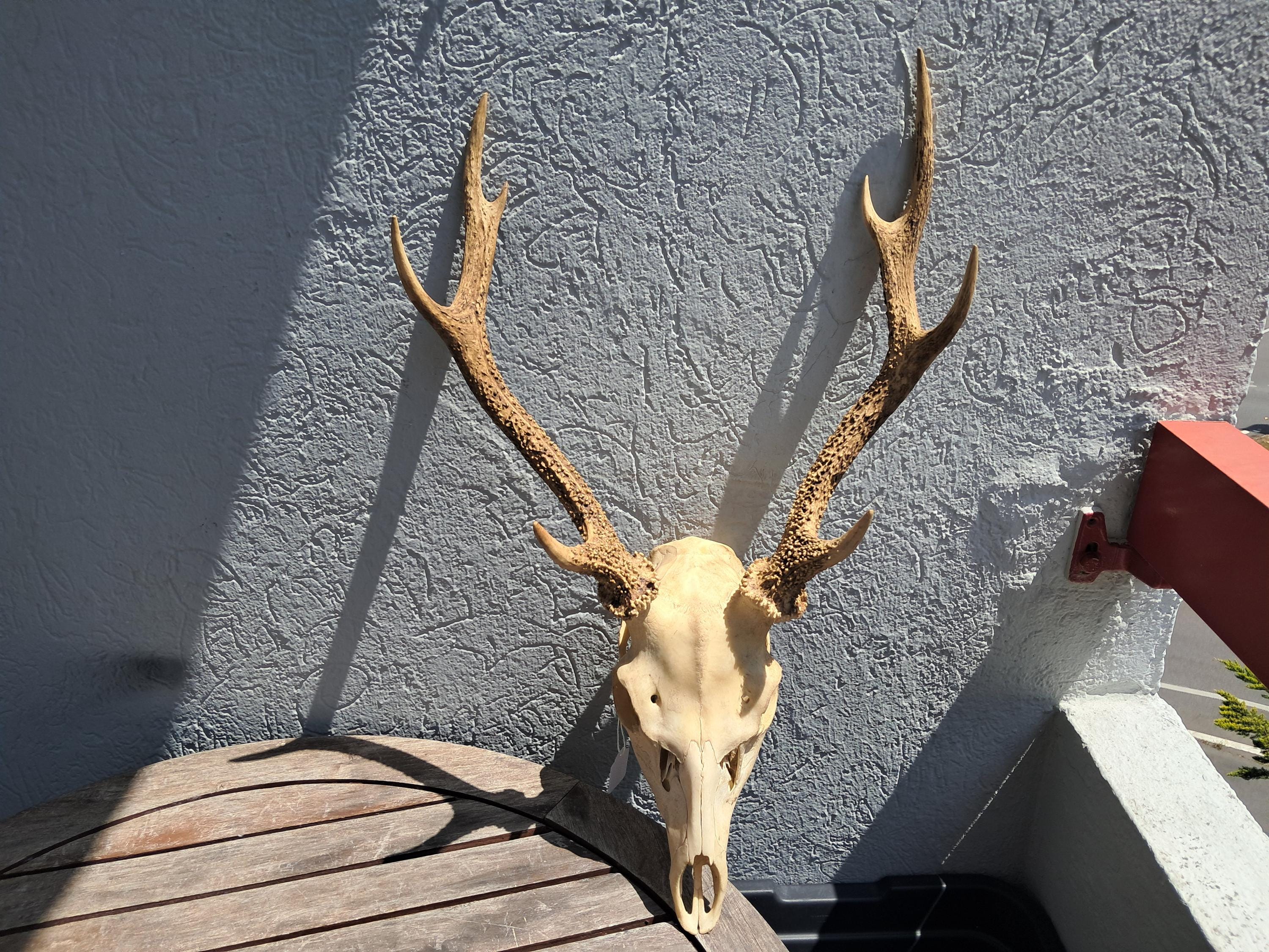 P*u様 蝦夷鹿hunting trophy （deer skull） Amazon.com: Ebros Gift Rustic Hunter Deer 10 Point Buck