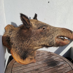 Wild boar taxidermy open mouth