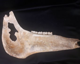 Pleistocene horse jaw fossil