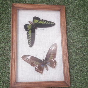 Pair of Trogonoptera brookiana butterflies in a vintage frame