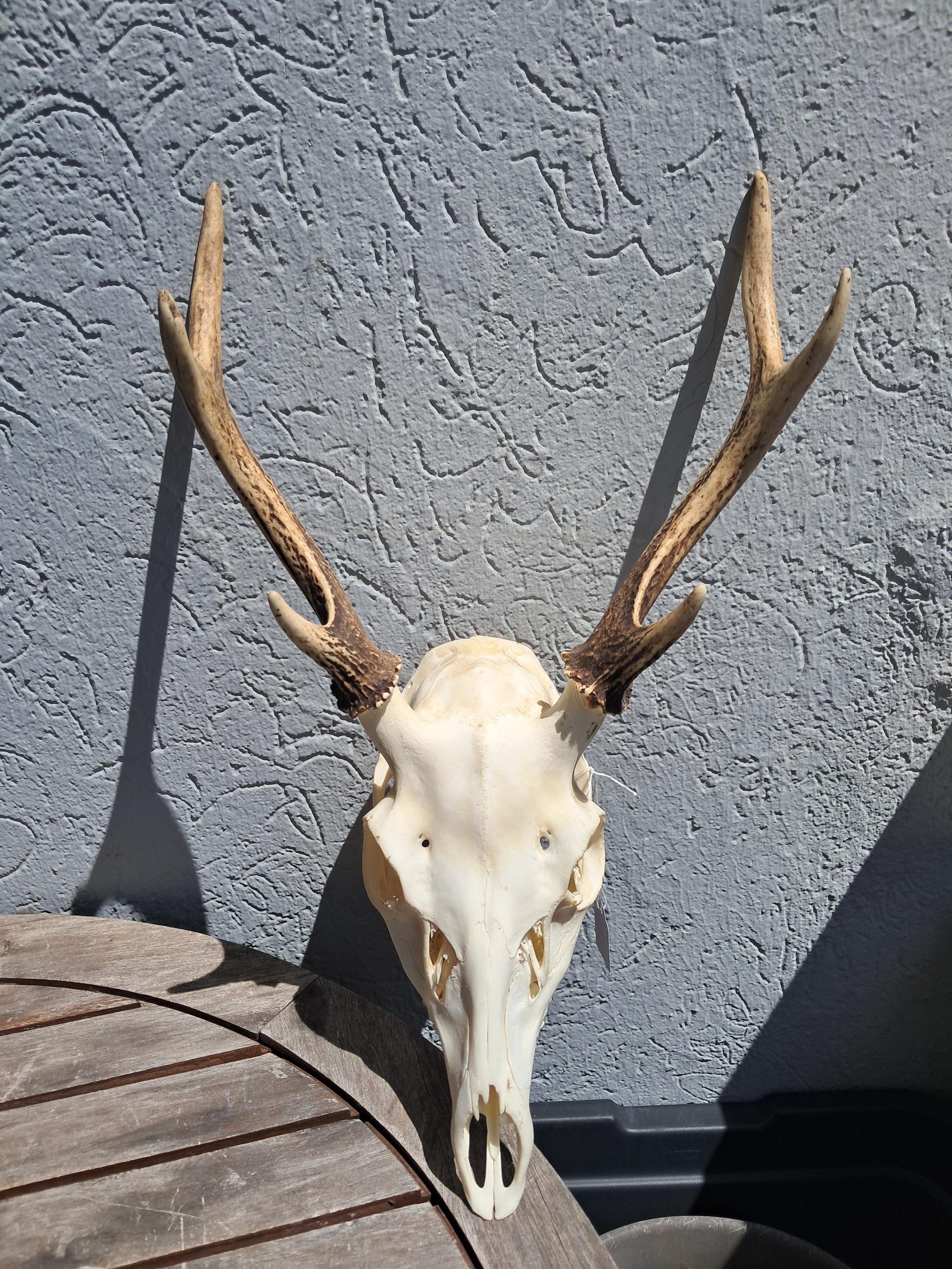 Sika Deer Skull; Cervus Nippon #3 - Etsy