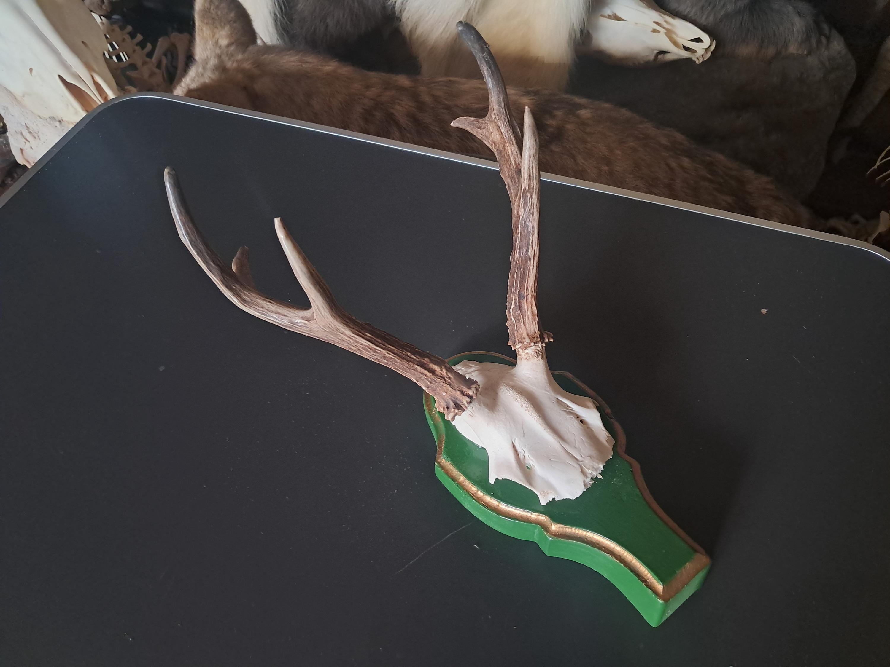Siberian roe deer trophy on shield; Capreolus pygargus