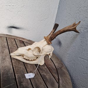 Complete Deer Skull with Jaw #902