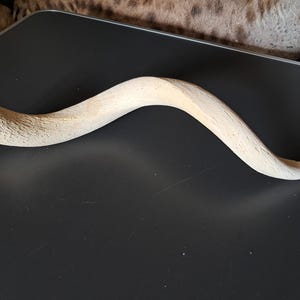 Greater kudu horn; Tragelaphus strepsiceros; bone core #7