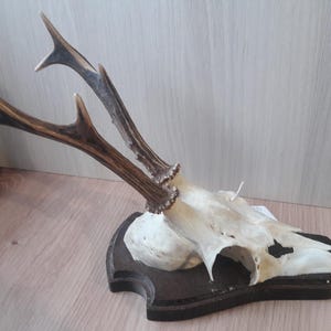 Roe deer trophy on shield #L36(9)