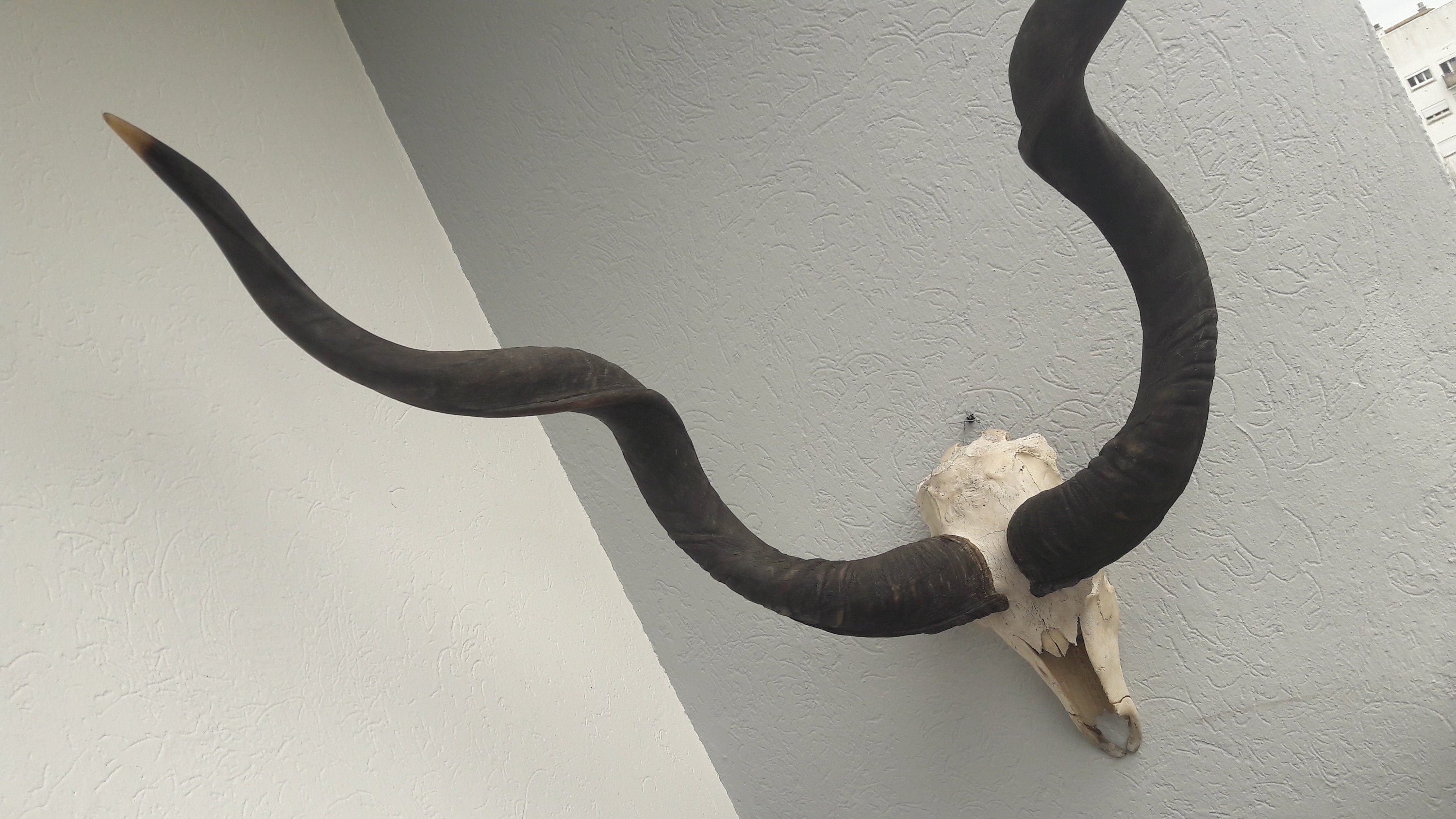 Kudu Skull - Etsy Canada Kudu Skull - Etsy Canada