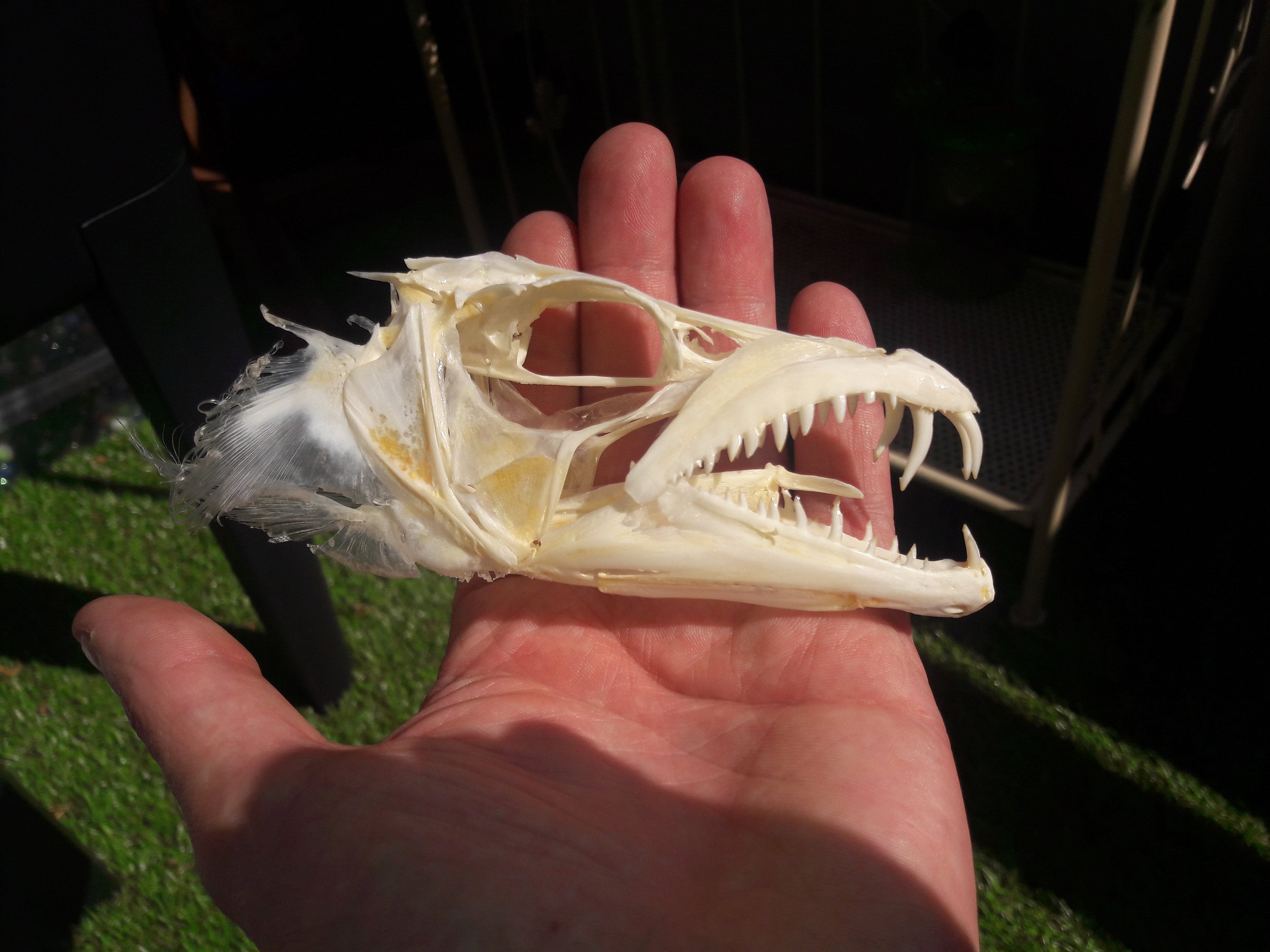 Barracuda Skull Sphyraena Barracuda - Etsy