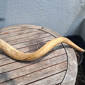 Greater kudu horn; Tragelaphus strepsiceros; bone core #3005