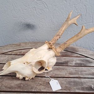 European Roe Deer Skull #708