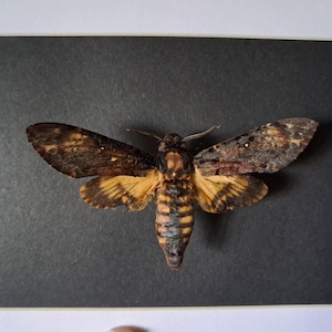 Death&#39;s-head hawkmoth in frame; Acherontia atropos #7