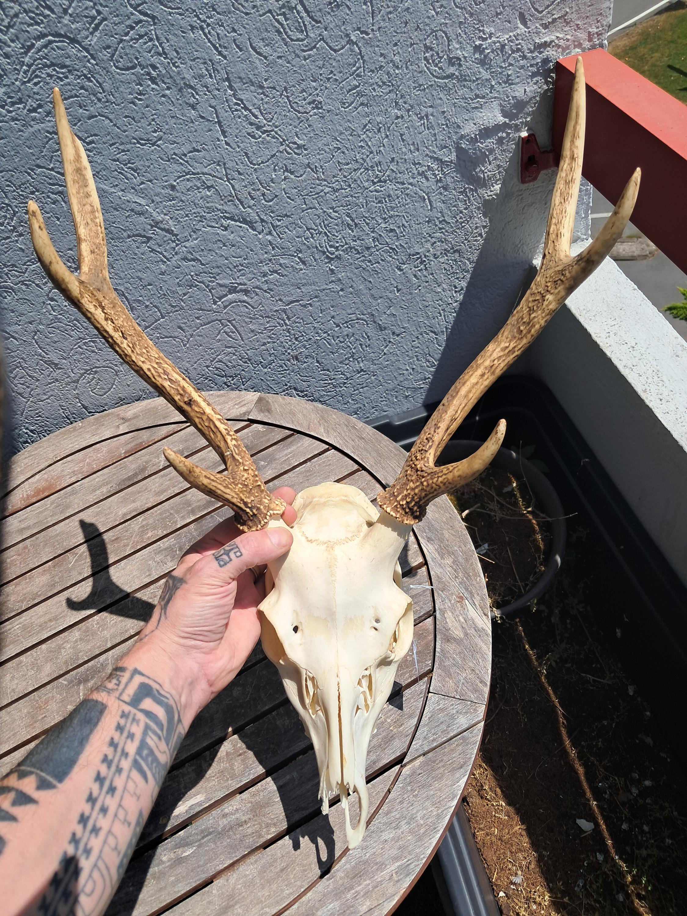 ニホンジカの頭蓋骨。シカ日本 #12 - Etsy 日本