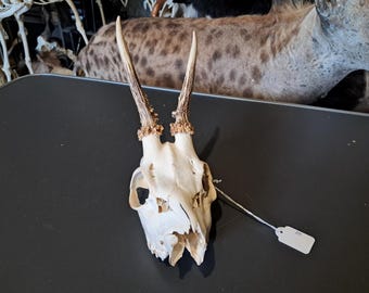 European Roe Deer Skull Wry Nose #815