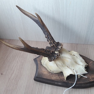 Roe deer trophy on shield #L36(23)