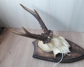 Roe deer trophy on shield #L36(23)