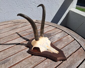 Chamois trophy on shield; Rupicapra rupicapra #1