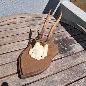 Roe deer trophy on shield #0908(2)