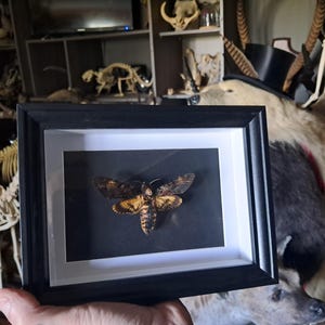 Framed Death&#39;s-head Hawkmoth; Acherontia atropos #4