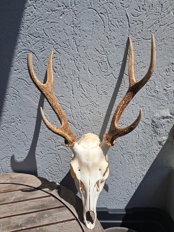 ニホンジカの頭蓋骨。シカ日本 #4 - Etsy 日本