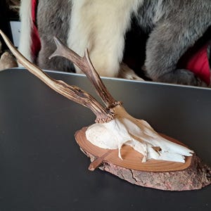 Deer Trophy on Shield #0712(6)