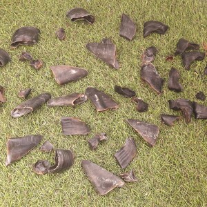 Set of hooves; sheep