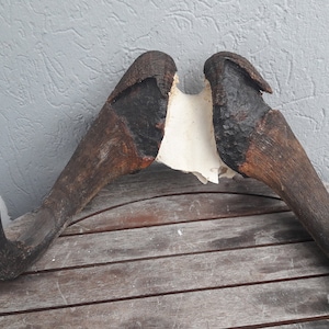 Massaker an Weißschwanzgnus; Connochaetes gnou