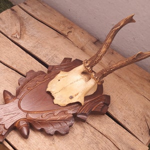 Roe deer trophy on Black Forest type shield #L5BC(5)