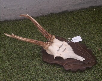 Great Roe Deer Trophy Mount on Wooden Carved Plaque Ca. 1946 - Etsy