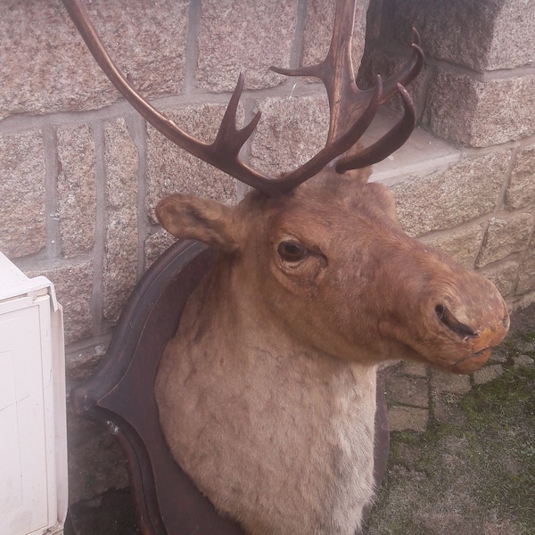 Taxidermie vintage de Renne /Caribou ; Rangifer tarandus