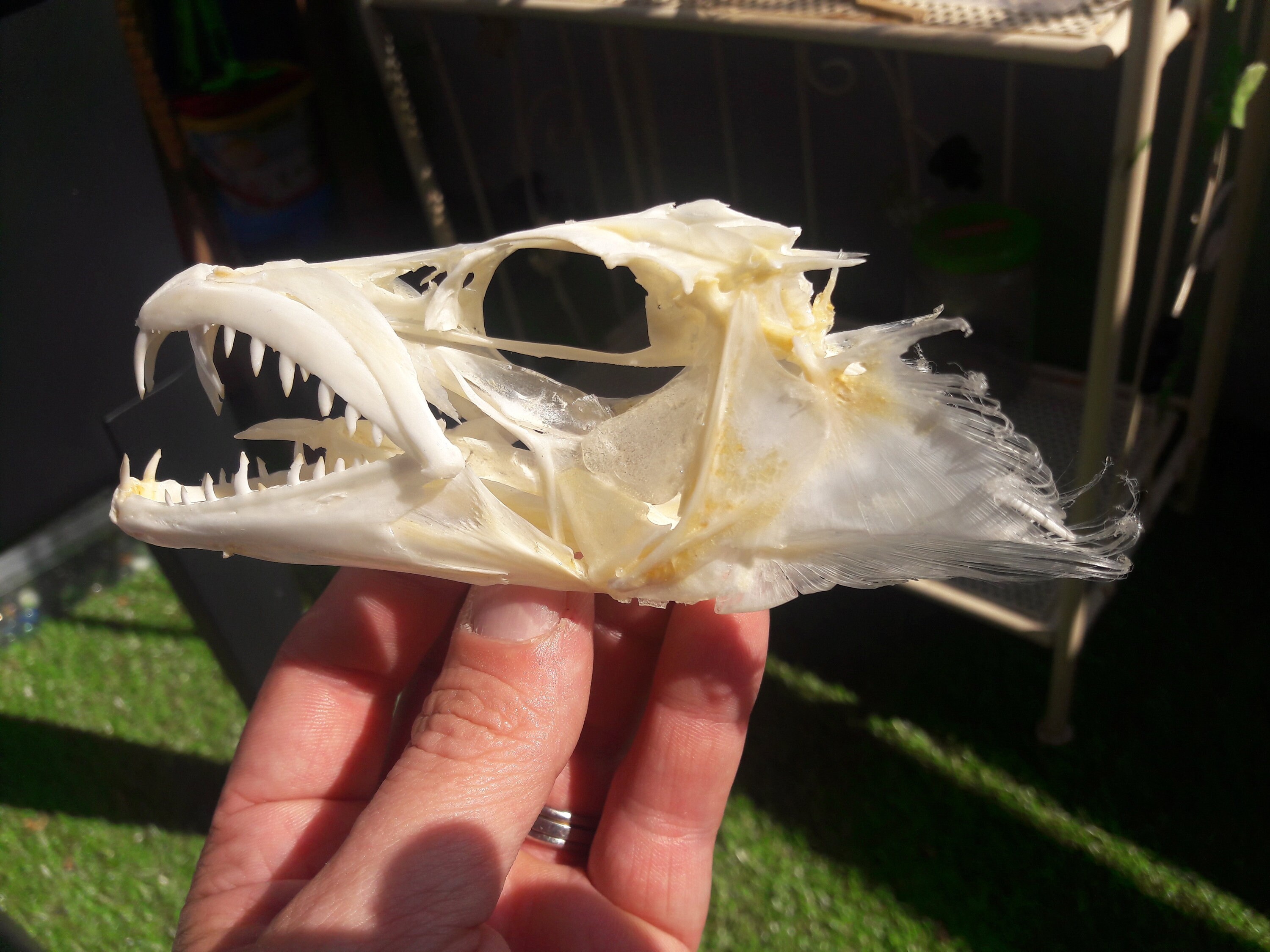 Barracuda Skull Sphyraena Barracuda - Etsy