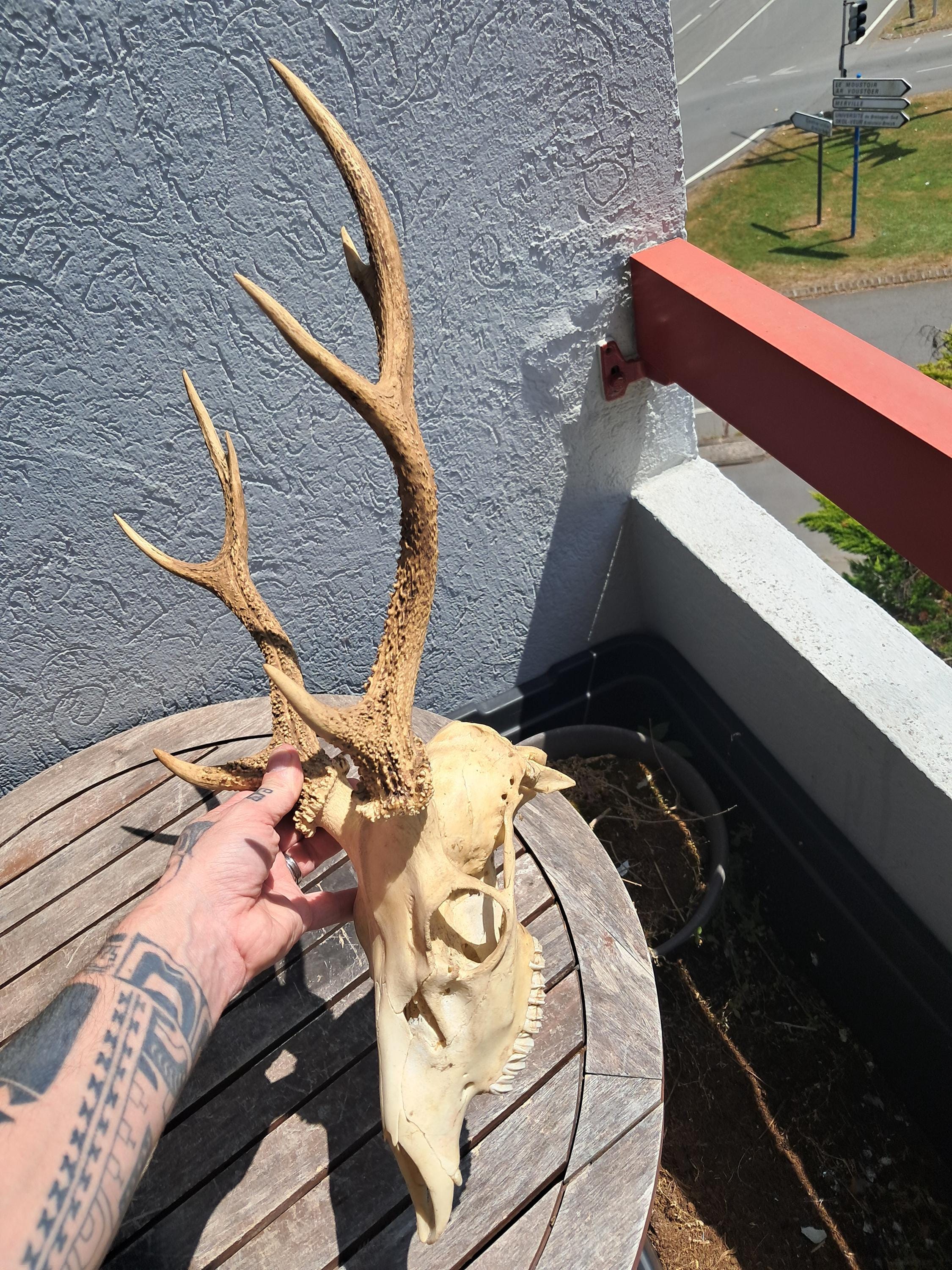 P*u様 蝦夷鹿hunting trophy （deer skull） P*u様 蝦夷鹿hunting trophy （deer skull） P*u様 蝦夷鹿