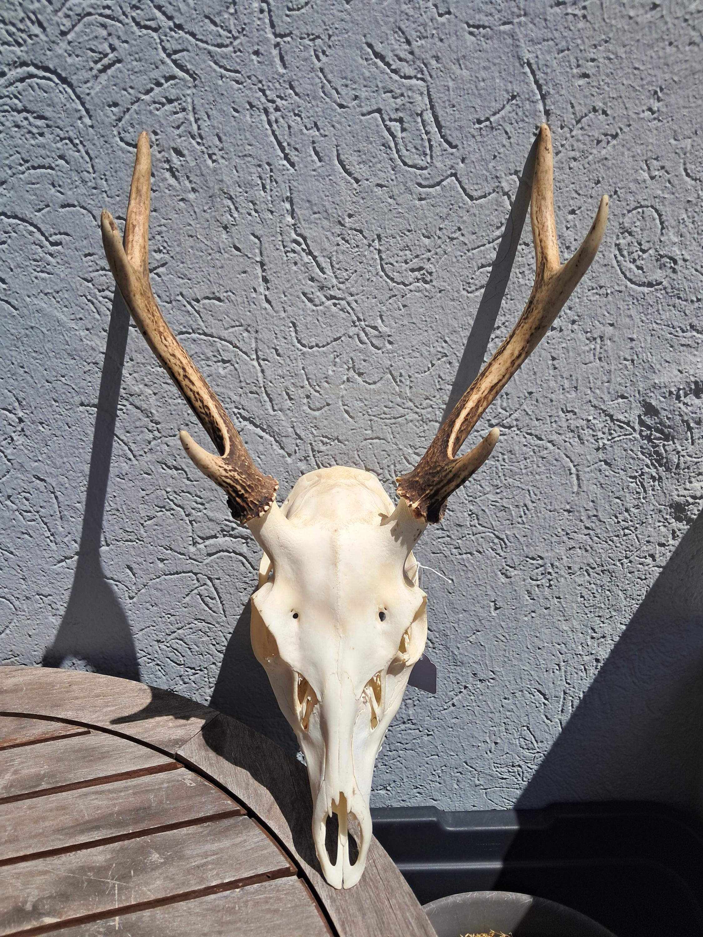 ニホンジカの頭蓋骨。シカ日本 #3 - Etsy 日本