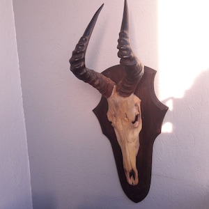 Red Hartebeest Trophy on Shield; Alcelaphus buselaphus