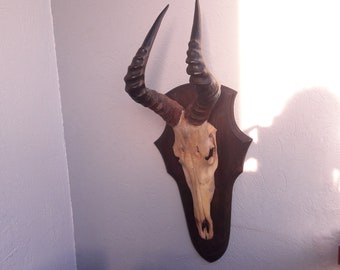 Red Hartebeest Trophy on Shield; Alcelaphus buselaphus